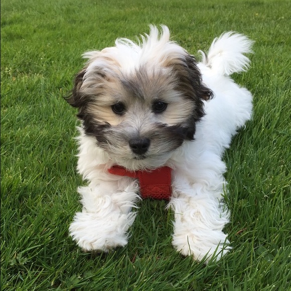 Meet your Posher, Anu - Picture 1 of 1